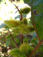 Xanthium strumarium fl2-t.JPG